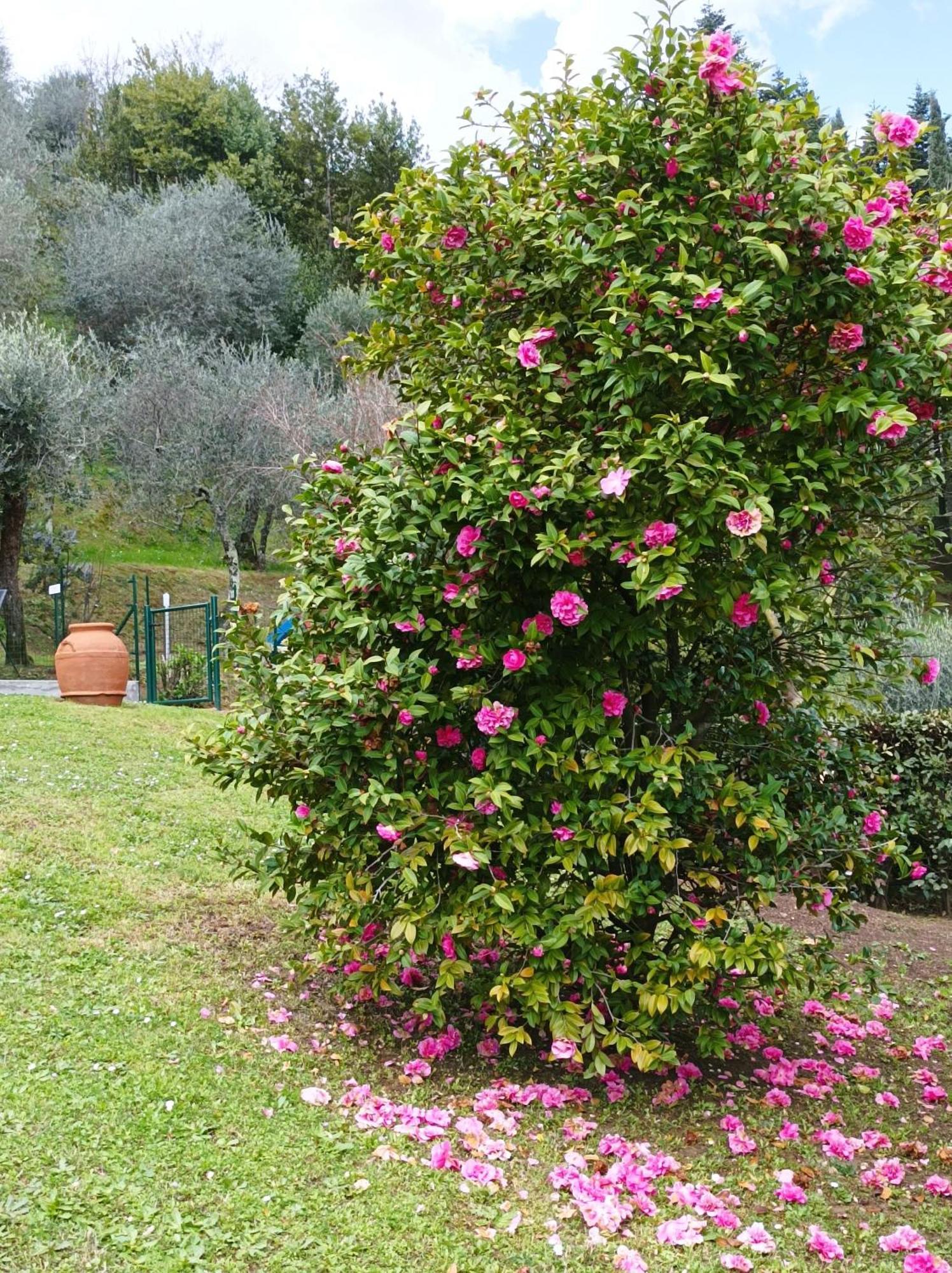 Villa Camelia Tuscany Pescia Esterno foto